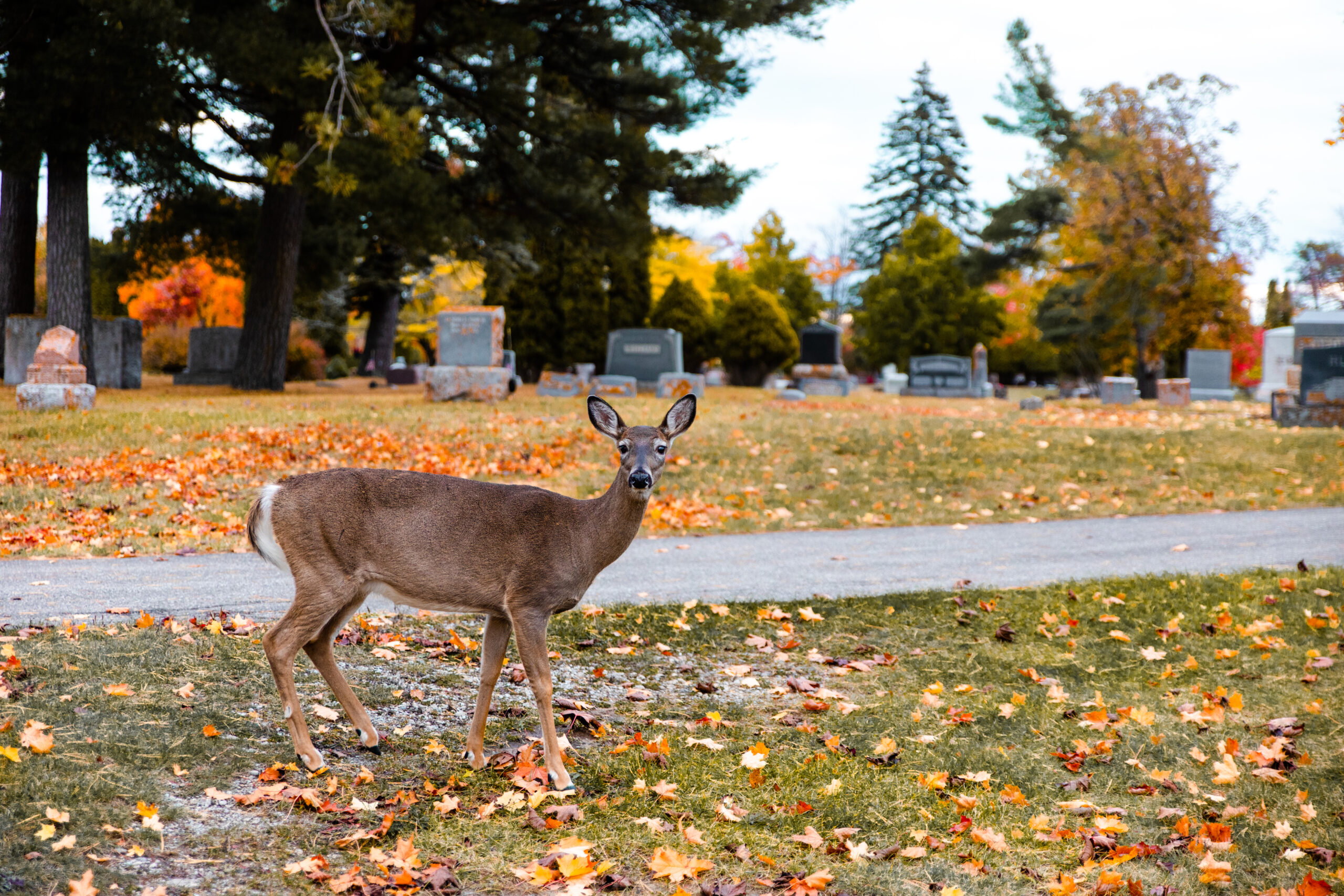 Oh, Deer! Hunting Season is Here