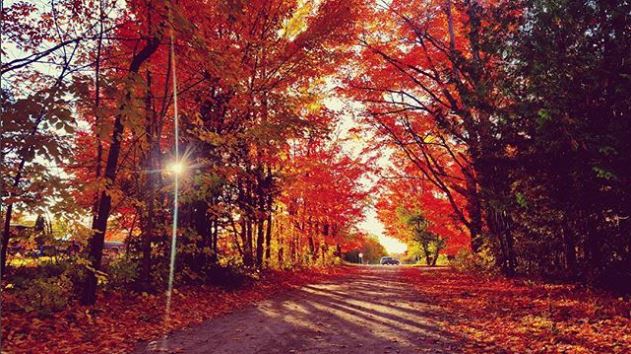 Alpena Shades of Autumn: Where to Find Nature’s Color Palette