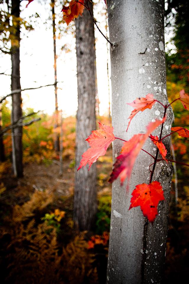 Find Fall Color in Alpena’s Top Walks in Nature