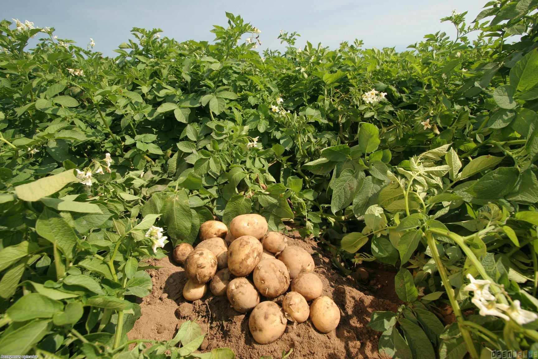 Posen: Home of the Potato Festival