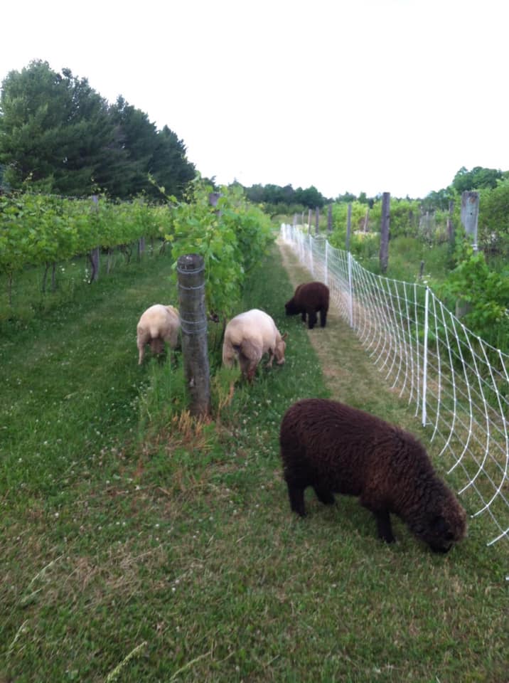 Thunder Bay Winery Weighs in on Vineyard Sustainability and Sheep